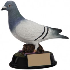 Elite Pigeon Racing Award